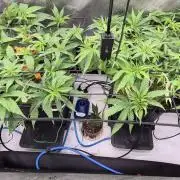 Melt Mode and Blue Skunk