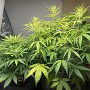 Gelato auto