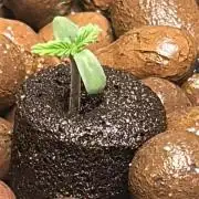 Gorilla Z auto