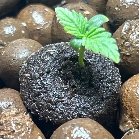 Ztrawberry Auto