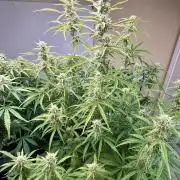 Gelato auto