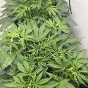 Gelato auto