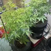Gelato auto