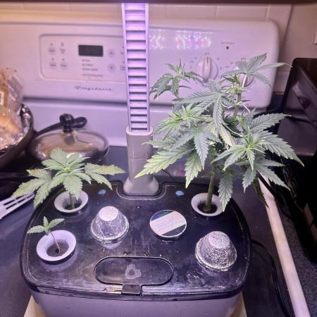 White LSD