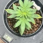 White LSD