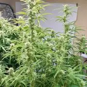 Gelato auto