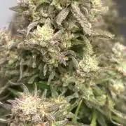 Gelato auto