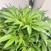 Gelato auto