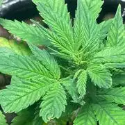 Ztrawberry Auto