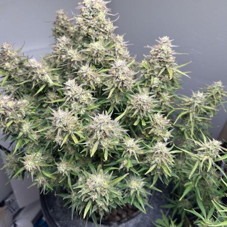 Gelato auto