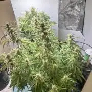 Gelato auto