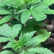 Ztrawberry Auto