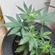 White LSD