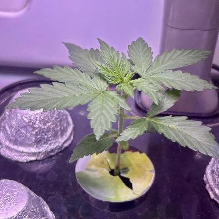 White LSD