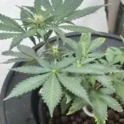 White LSD