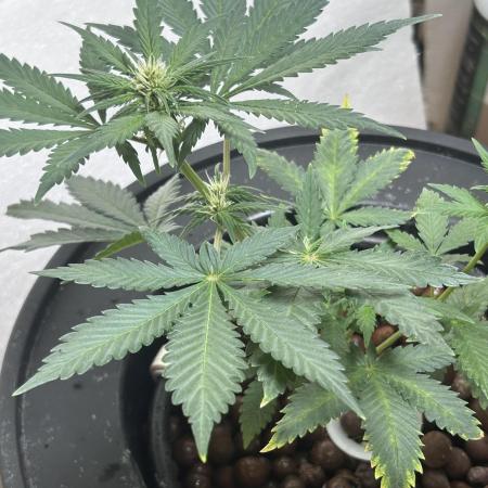 White LSD