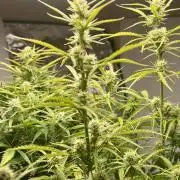 Gelato auto