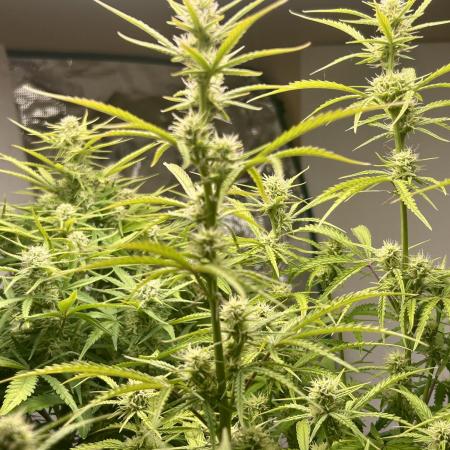 Gelato auto