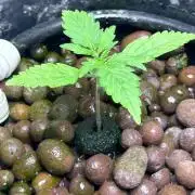 Gorilla Z auto