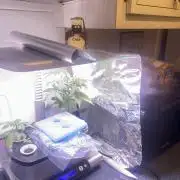 White LSD