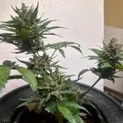 White LSD