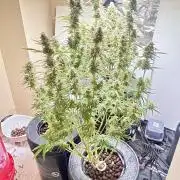 Gelato auto