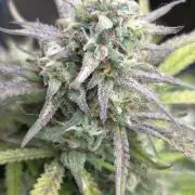 Gelato auto