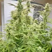 Gelato auto