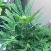 Ztrawberry Auto
