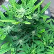 Ztrawberry Auto