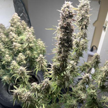 Gelato auto