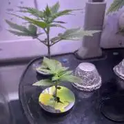 White LSD