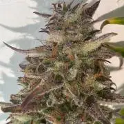 Gelato auto