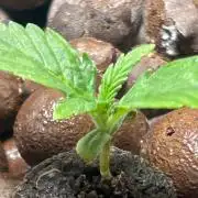 Ztrawberry Auto