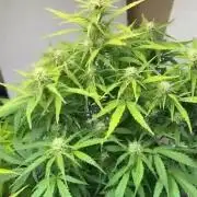 Gelato auto