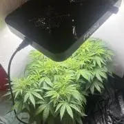 Gelato auto