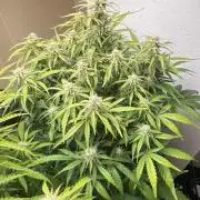 Gelato auto