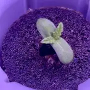 White LSD
