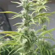 Gelato auto