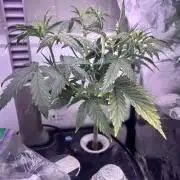 White LSD