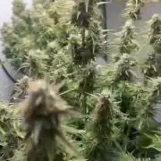 Gelato auto