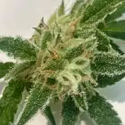 Gelato auto