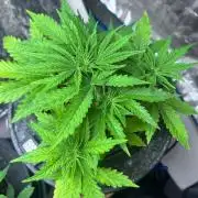 Gorilla Z auto