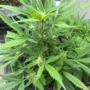 Ztrawberry Auto