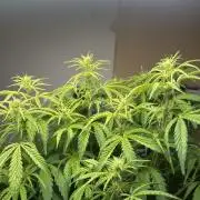 Gelato auto