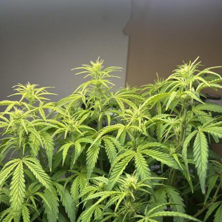 Gelato auto