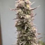 Gelato auto