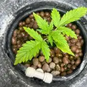 Gorilla Z auto