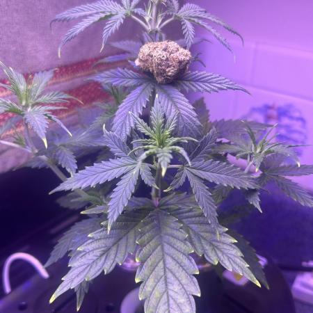 White LSD
