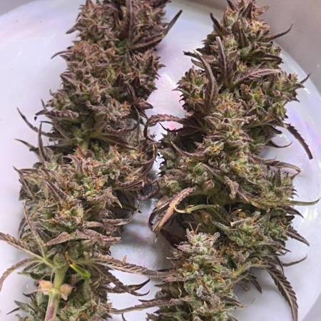 Gelato auto